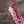 Load image into Gallery viewer, Bonfire Flowering Peach