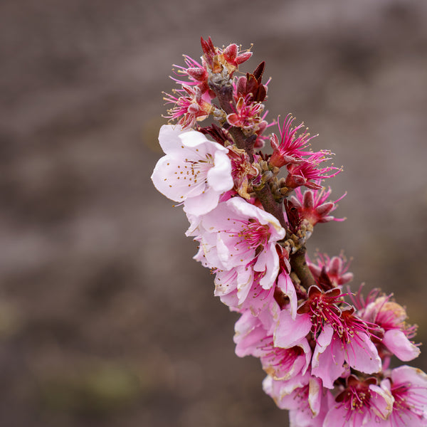 Bonfire Flowering Peach