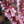 Load image into Gallery viewer, Bonfire Flowering Peach