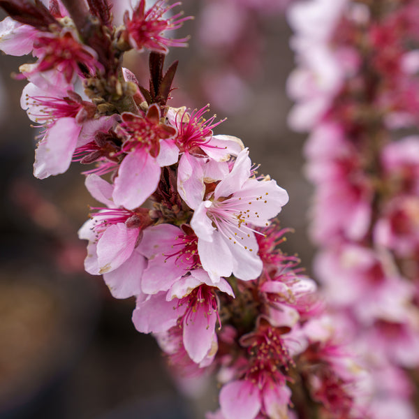 Bonfire Flowering Peach