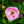 Load image into Gallery viewer, Bonica Rose