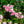 Load image into Gallery viewer, Bonica Rose