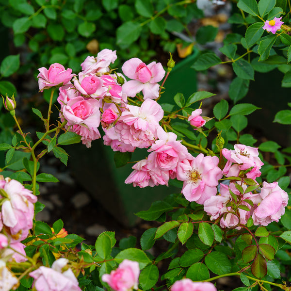 Bonica Rose