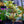 Load image into Gallery viewer, Bonsai Starter - Other Houseplants - Houseplants