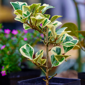 Bonsai Starter Collection