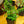 Load image into Gallery viewer, Bonsai Starter - Other Houseplants - Houseplants