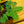 Load image into Gallery viewer, Bonsai Starter - Other Houseplants - Houseplants