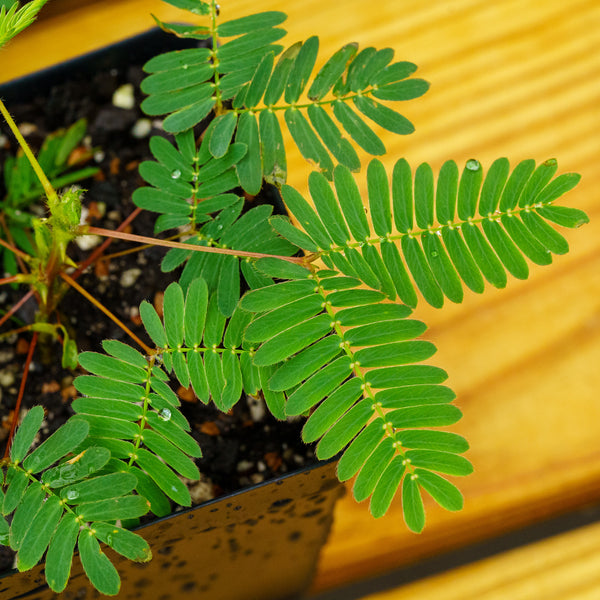 Bonsai Starter - Other Houseplants - Houseplants