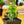 Load image into Gallery viewer, Bonsai Starter - Other Houseplants - Houseplants
