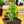 Load image into Gallery viewer, Bonsai Starter - Other Houseplants - Houseplants