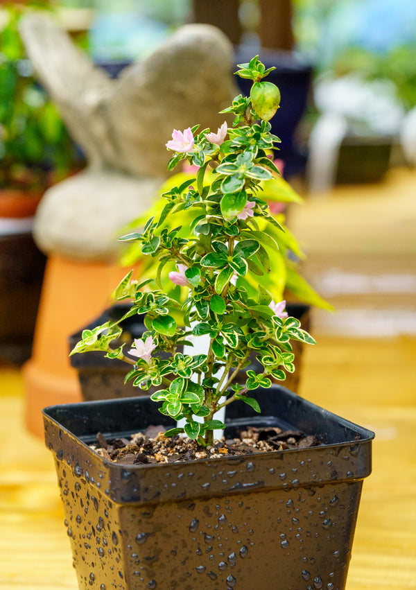 Bonsai Starter - Other Houseplants - Houseplants