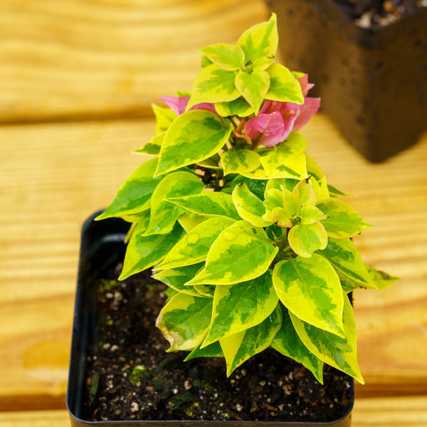 Bonsai Starter - Other Houseplants - Houseplants