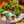 Load image into Gallery viewer, Bonsai Starter - Other Houseplants - Houseplants
