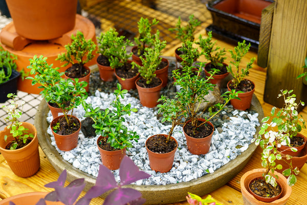 Bonsai Starter - Other Houseplants - Houseplants