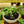 Load image into Gallery viewer, Bonsai Starter - Other Houseplants - Houseplants