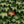 Load image into Gallery viewer, Boston Ivy