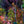 Load image into Gallery viewer, Boston Ivy