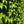 Load image into Gallery viewer, Boston Ivy
