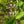 Load image into Gallery viewer, Bottlebrush Buckeye