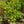 Load image into Gallery viewer, Bottlebrush Buckeye