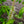 Load image into Gallery viewer, Bottlebrush Buckeye