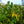 Load image into Gallery viewer, Bottlebrush Buckeye