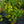 Load image into Gallery viewer, Bottlebrush Buckeye