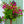 Load image into Gallery viewer, Bougainvillea - Tropical - Houseplants