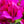 Load image into Gallery viewer, Bougainvillea - Tropical - Houseplants