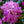 Load image into Gallery viewer, Boursault Catawba Rhododendron - Rhododendron - Shrubs