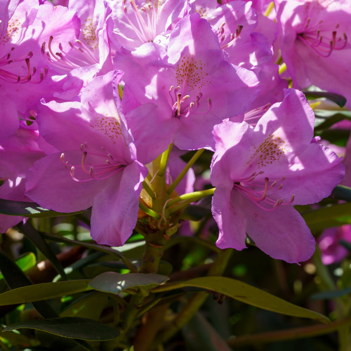 Boursault Rhododendron – Plant Detectives