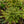 Load image into Gallery viewer, Box Honeysuckle Topiary