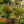 Load image into Gallery viewer, Box Honeysuckle Topiary