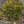 Load image into Gallery viewer, Bracken's Brown Beauty Magnolia - Magnolia - Flowering Trees