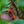 Load image into Gallery viewer, Bracken's Brown Beauty Magnolia - Magnolia - Flowering Trees