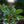 Load image into Gallery viewer, Bracken's Brown Beauty Magnolia - Magnolia - Flowering Trees