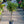 Load image into Gallery viewer, Gardenia