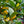 Load image into Gallery viewer, Gardenia