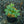 Load image into Gallery viewer, Brandywine Lenten Rose