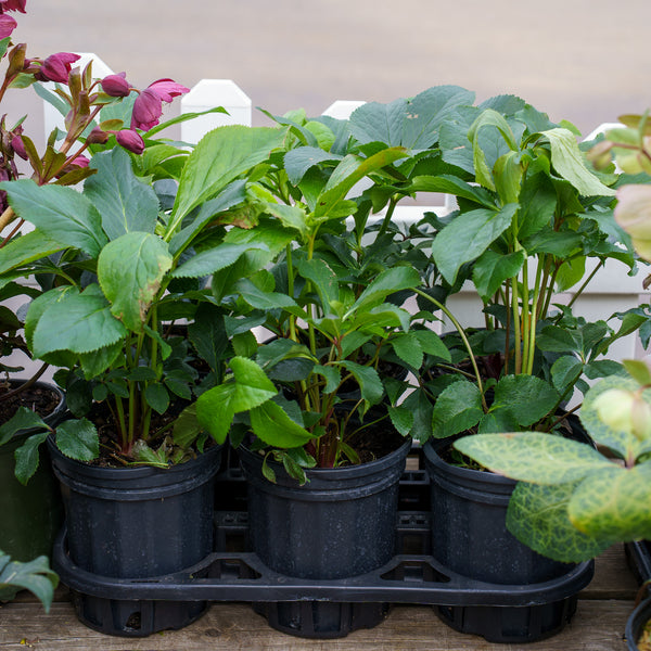 Brandywine Lenten Rose