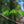 Load image into Gallery viewer, Brandywine Red Maple
