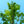 Load image into Gallery viewer, Brandywine Red Maple