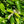 Load image into Gallery viewer, Brandywine Viburnum