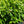 Load image into Gallery viewer, Brandywine Viburnum