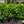 Load image into Gallery viewer, Brandywine Viburnum