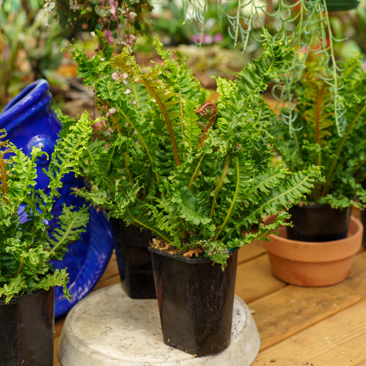 BrazilianTreeFern_1_91e28e61-