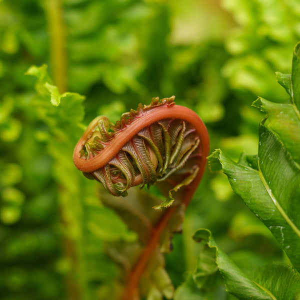 Red Leaf Tree Fern