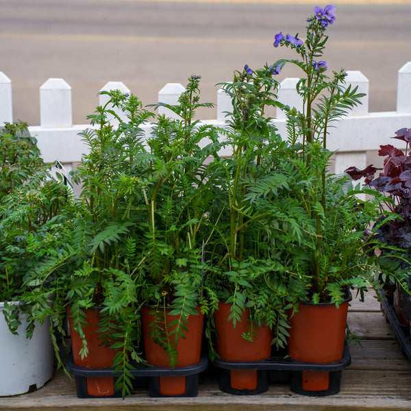 Bressingham Purple Jacob's Ladder