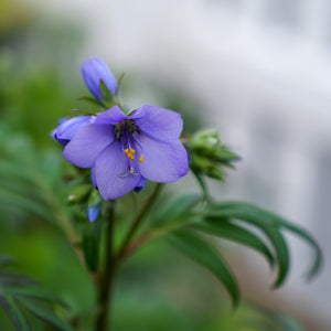 Bressingham Purple Jacob's Ladder