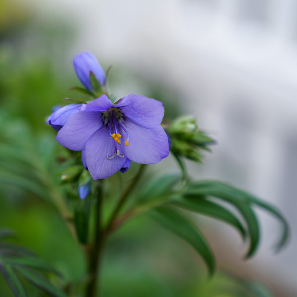 Bressingham Purple Jacob's Ladder